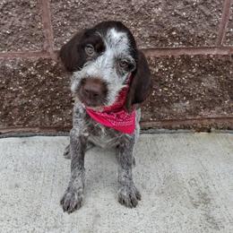 Girl 1 - Liver and white female German Wirehaired Pointer puppy in Potosi, Wisconsin from Point and Flush Gun Dogs