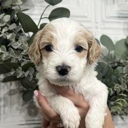 Goldendoodles from Ellie Jo’s Goldendoodles