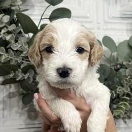 Goldendoodles from Ellie Jo’s Goldendoodles