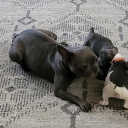 Mia - French Bulldog