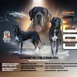 Coop - Great Dane