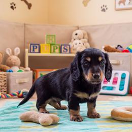CAPO - Black and cream male Dachshund puppy in Pearland, Texas from Texas Dachshund Dreams