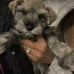 Miniature Schnauzer Puppies from Enchanted Paws