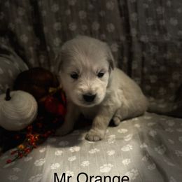 Mr Orange - Light golden male Golden Retriever puppy in Perkasie, Pennsylvania from Winterview Golden Retrievers