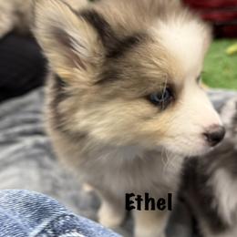Ethel - Merle female Pomsky puppy in Scandinavia, Wisconsin from Bonnie’s Little Fluffys