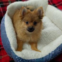 Meenee - Red sable female Pomeranian puppy in Linwood, North Carolina from My Tiny Paws
