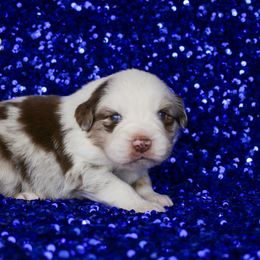 Australian Shepherd, Miniature American Shepherd, Miniature Australian Shepherd, and Toy Australian Shepherd Puppies from Painted Blue Aussies