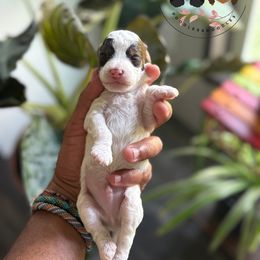 Neon - Brown and white male Cockapoo puppy in Indiahoma, Oklahoma from Diva's  Poodle and Doodles