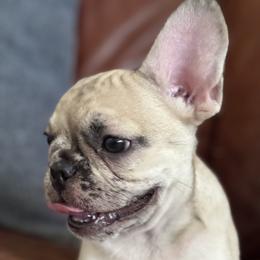 French Bulldog puppies from Flower Frenchies