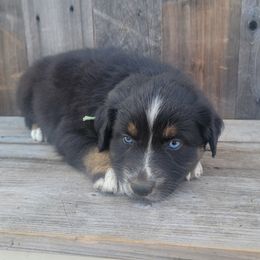 Boy 2 army green - Australian Shepherd puppy in Grants Pass, Oregon from Kehlani Kai Aussies