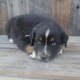 Boy 2 army green - Australian Shepherd puppy in Grants Pass, Oregon from Kehlani Kai Aussies