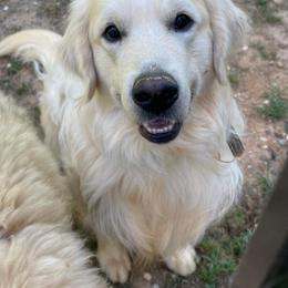 Golden Retriever Puppies from Crowders Creek Goldens