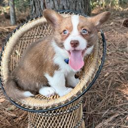 Blue collar - Liver and white male American Corgi puppy in Nashville, Arkansas from Whisenhunt Farms