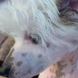 Chinese Cresteds from Wyldhair Chinese Crested