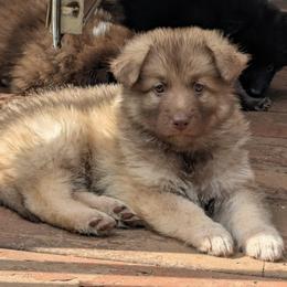 Zion - Liver male German Shepherd puppy in Olean, New York from F&B Kennels