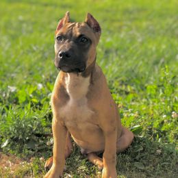 American Pit Bull Terrier Puppies from Mythos K9s