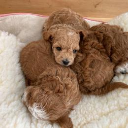 Poodle Puppies from LittleBear Poodles