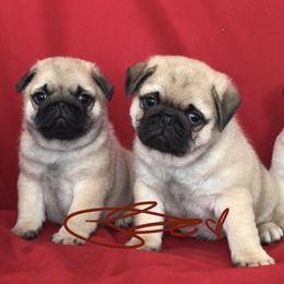 Pugs from Lyons’ Heart French Bulldogs and Pugs of North Florida