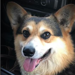 Prince - Pembroke Welsh Corgi