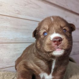 Siberian Husky Puppies from Wyant Farms