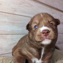 Siberian Husky Puppies from Wyant Farms
