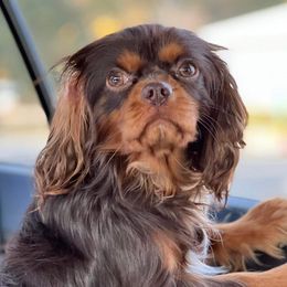 Tripp - Cavalier King Charles Spaniel