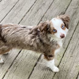 Wynona  - Toy Australian Shepherd