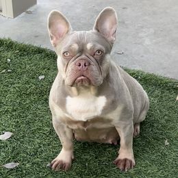 Ichigo - French Bulldog
