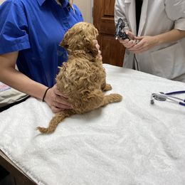 Bernedoodle and Goldendoodle Puppies from Heartfelt GoldenDoodles