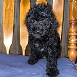 Cockapoo Puppies from Ouachita River Cockspoos