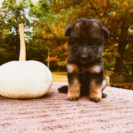 Rachel (white) - Black and red female German Shepherd puppy in Union City, Ohio from Heaven’s Angels