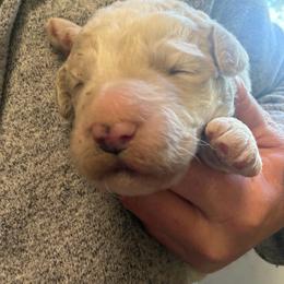 Puppy 2 - Cream male Goldendoodle puppy in Lumberton, Texas from Southeast Texas Goldendoodles
