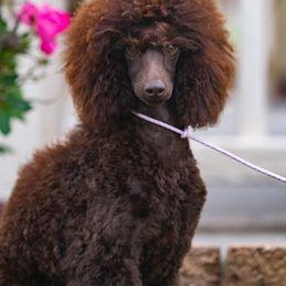 Poodle Puppies from Anna-Ash Poodles