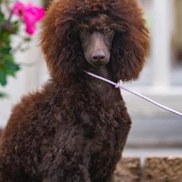 Poodle Puppies from Anna-Ash Poodles
