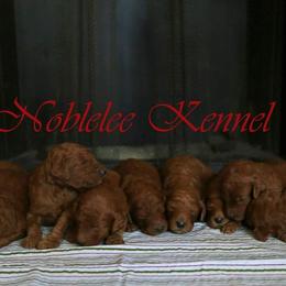 Poodle Puppies from Noblelee Kennel