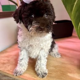 Sugar Plum with training - Brown female Poodle puppy in Boonville, North Carolina from Doods & Dolls