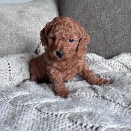 AKC miniature poodle (Yellow collar girl) - Red  female Poodle puppy in Skamokawa, Washington from East Valley Pups