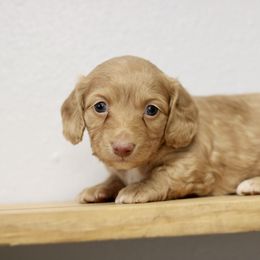Xera - Red female Dachshund puppy in Alto, Texas from Prima Dachshunds