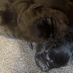 Female 3rd Pick - Black Labrador Retriever puppy in Muskegon, Michigan from Punches Paws Labradors