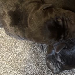 Female 3rd Pick - Black Labrador Retriever puppy in Muskegon, Michigan from Punches Paws Labradors