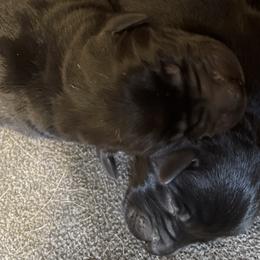 Female 3rd Pick - Black Labrador Retriever puppy in Muskegon, Michigan from Punches Paws Labradors
