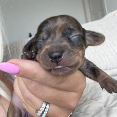 Dachshund Puppies from Breakfast Club Dachshunds