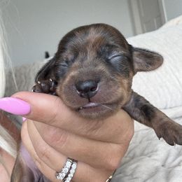 Dachshund Puppies from Breakfast Club Dachshunds