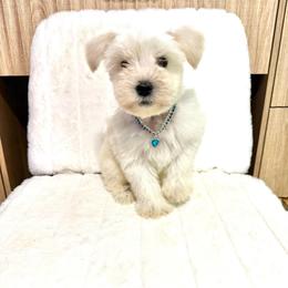 Tommy - Wheaten male Miniature Schnauzer puppy in Denham Springs, Louisiana from Moonstruck Minis