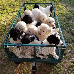 Goldendoodle Puppies from Lesia's Goldendoodles