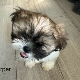 Shih Tzu Puppies from BVPT puppies