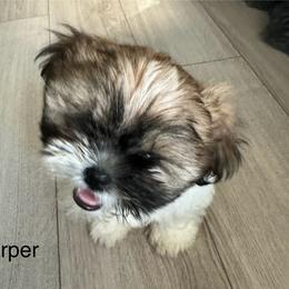 Shih Tzu Puppies from BVPT puppies