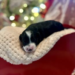 Clove - Black and white male Bernedoodle puppy in Alabama from Peach & Pawmetto Doodles