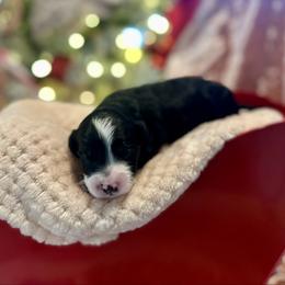 Clove - Black and white male Bernedoodle puppy in Alabama from Peach & Pawmetto Doodles