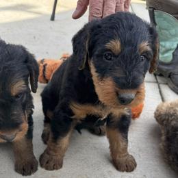 Airedale Terrier Puppies from Airedales of Myriad Ranch
